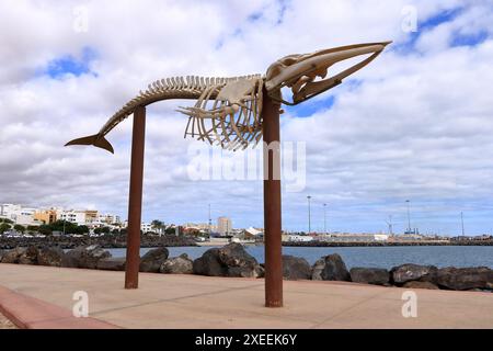 Puerto del Rosario, Fuerteventura in Spanien - 24. November 2023: Skelett des Finnwals auf einer Anlegestelle am Atlantik Stockfoto