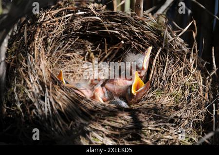 Turdus Merula, Schwarzvogel, Nest mit jungen Vögeln Stockfoto