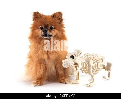 Junge pomeranian vor weißem Hintergrund Stockfoto
