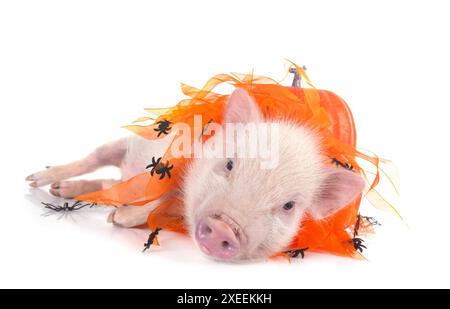 Rosafarbenes Miniaturschwein vor weißem Hintergrund Stockfoto