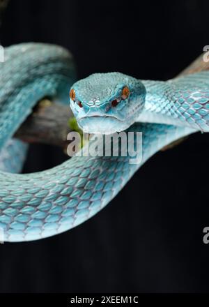 Weißlippige Insel-Grubenviper, Trimeresurus insularis, blaue Form. Familie Viperidae... Stockfoto