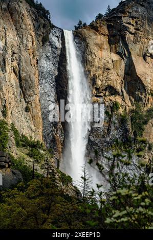 Blühender Dogwood Tree; Bridalveil Falls; Yosemite National Park; Kalifornien; USA Stockfoto