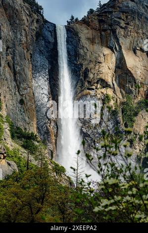 Blühender Dogwood Tree; Bridalveil Falls; Yosemite National Park; Kalifornien; USA Stockfoto