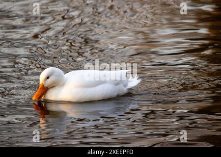 Anmutige Weiße Ente gleitet auf plätscherndem Wasser Stockfoto