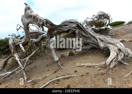 Sabina de Canarias (Juniperus turbinata canariensis) ist ein immergrüner Sträucher oder kleiner Baum. Probenwind verdreht. Dieses Foto wurde in El Sabinar de aufgenommen Stockfoto
