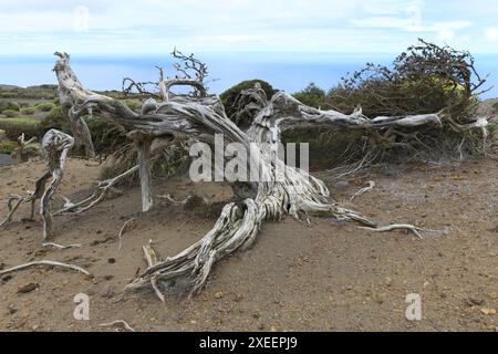 Sabina de Canarias (Juniperus turbinata canariensis) ist ein immergrüner Sträucher oder kleiner Baum. Probenwind verdreht. Dieses Foto wurde in El Sabinar de aufgenommen Stockfoto