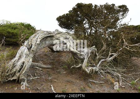 Sabina de Canarias (Juniperus turbinata canariensis) ist ein immergrüner Sträucher oder kleiner Baum. Probenwind verdreht. Dieses Foto wurde in El Sabinar de aufgenommen Stockfoto