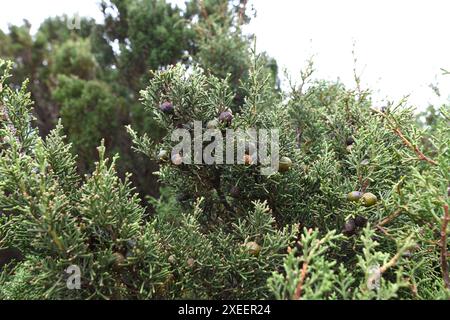 Sabina de Canarias (Juniperus turbinata canariensis) ist ein immergrüner Sträucher oder kleiner Baum. Blätter und Galbulusdetails. Dieses Foto wurde in El Sabin aufgenommen Stockfoto