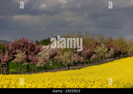 Frühling blühende Landschaften blühende Allee TeufelsmÃ¼hle Warnstedt Stockfoto