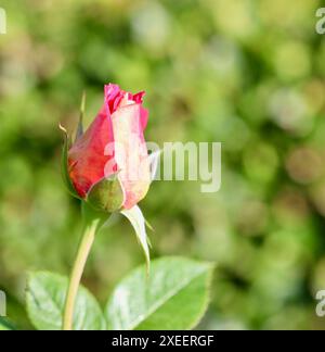 Schöne rote gelbe Rosenknospe auf grünem Hintergrund im Garten. Ideal für Grußkarten Stockfoto