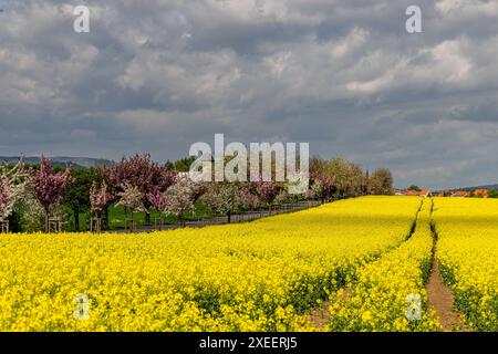 Frühling blühende Landschaften blühende Allee TeufelsmÃ¼hle Warnstedt Stockfoto