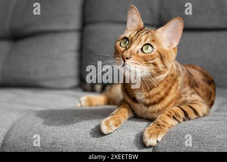 Eine bengalische Katze liegt auf einem grauen Sofa im Wohnzimmer. Stockfoto