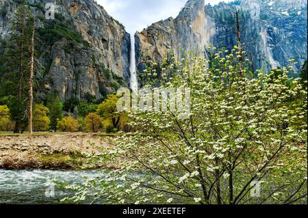 Blühender Dogwood Tree; Bridalveil Falls; Yosemite National Park; Kalifornien; USA Stockfoto