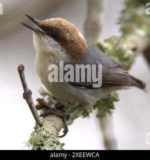 Eine Nahaufnahme eines braunköpfigen Nuthatch mit braunen und grauen Federn, die auf einem mit Flechten bedeckten Zweig thront Stockfoto