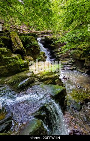 Wasserfälle in einer engen, bewaldeten Schlucht (Clydach Gorge, Wales) Stockfoto