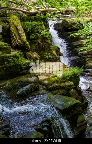 Kleine Wasserfälle in wunderschönen Wäldern Stockfoto