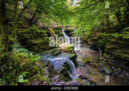 Kleine Kaskaden in einer tiefen, engen Schlucht umgeben von Buchenwald (Clydach Gorge) Stockfoto