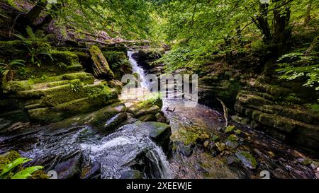 Kleine Wasserfälle in wunderschönen Wäldern Stockfoto