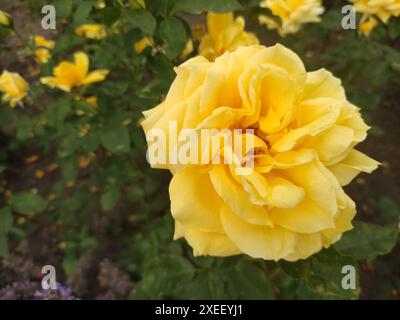Eine Nahaufnahme einer leuchtenden gelben Rose in Blüte Stockfoto