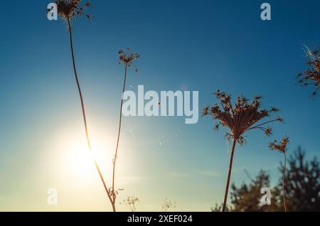 Kleine Spinne auf dem Steg zwischen zwei trockenen Stängeln trockenem Gras. Hintergrundbeleuchtung der Sonne im Rahmen Stockfoto