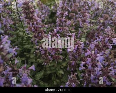 Eine Biene bestäubt lila Katzenminzblüten in einem üppigen Garten Stockfoto