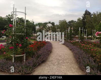 Kiesweg im Rosengarten, gesäumt von blühenden rosa Rosen und Lavendelpflanzen Stockfoto