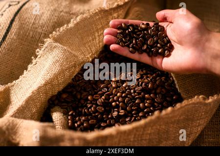 Nahaufnahme Der Hand, Die Geröstete Kaffeebohnen In Hessischer Oder Sacksack Hält Stockfoto