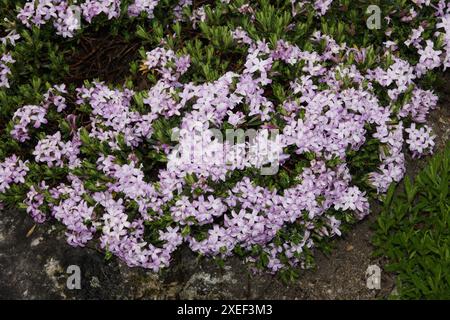 Daphne arbuscula Stockfoto