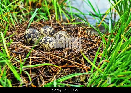 Ein Schwarzflügelnest (Himantopus himantopus) Stockfoto