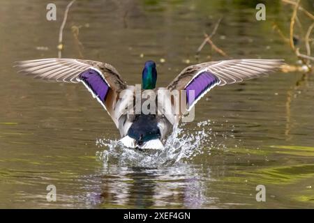 Ein anmutiger Abstieg einer männlichen Stockentenente, während sie auf einem ruhigen Teich ansteigt, ihr lebendiges Gefieder zu sehen ist, in Bewegung gefroren als Stockfoto