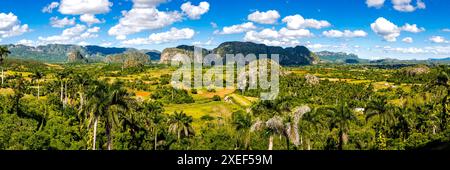 Panoramablick auf das Tal Valle de Viñales mit Palmen, kubanischen Tabakfeldern und Kalksteinhügeln der Sierra de Vinales. Stockfoto