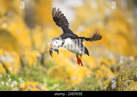 Atlantischer Papageientaucher mit Schnabel von Sandaalen, die auf Felsen landen, die mit orangefarbenen Flechten bedeckt sind - Isle of May, Fife, Schottland, Großbritannien Stockfoto