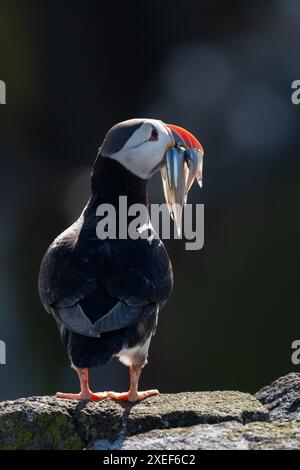 Beleuchteter Papageientaucher, der auf einem Felsen mit Sandaalen steht - Isle of May, Fife, Schottland, Großbritannien Stockfoto