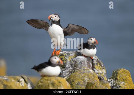 Papageientaucher mit Sandaalen in Schnäbeln auf Flechtenbedeckten Felsen auf der Isle of May, Schottland, Großbritannien Stockfoto