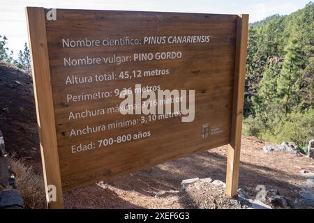 Informationsschild am Pino Gordo, der größten kanarischen Kiefer (Pinus canariensis) der Welt Stockfoto