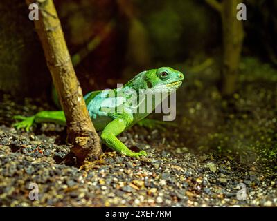 Lau-Bänderleguan (Brachylophus fasciatus). Endemisch auf den Lau-Inseln im östlichen Teil des Fidschi-Archipels Stockfoto