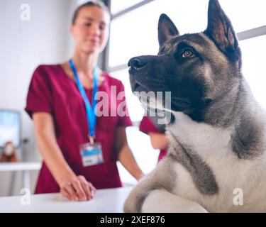 Nahaufnahme Des Weiblichen Tierarztuntersuches Und Streichelns Des Haustieres Akita Dog In Der Chirurgie Stockfoto