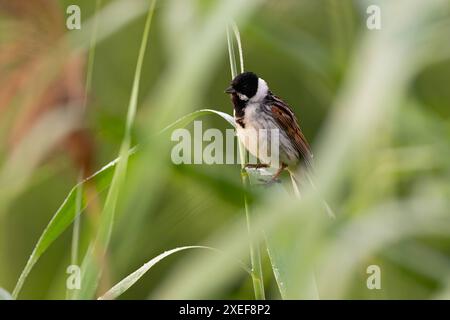 Gemeine Schilfffahne, die auf einem Kinn vor einem grünen Hintergrund sitzt. Stockfoto