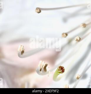 Blühende schöne weiße Blume von Rhododendron im Frühlingsgarten. Blumenhintergrund Stockfoto