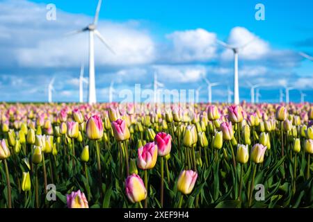 Ein lebhaftes Feld aus rosa und gelben Tulpen erstreckt sich so weit das Auge reicht, mit traditionellen niederländischen Windmühlen im Hintergrund Stockfoto
