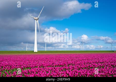 Ein riesiges Feld mit leuchtenden lila Blumen tanzt in der Brise, mit aufragenden Windmühlen, die sich anmutig im Hintergrund drehen Stockfoto