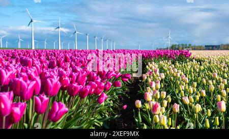 Ein pulsierendes Feld rosa Tulpen schwingt anmutig, während sich Windmühlenräder im Hintergrund drehen und das Wesen des Frühlings einfangen Stockfoto