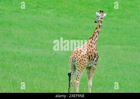 Eine Giraffe (Giraffa camelopardalis), die auf einem grasbewachsenen Feld steht. Cabarceno Naturpark. Kantabrien, Spanien. Stockfoto