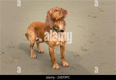 Nasssandig gefärbter Cocker Spaniel stand am Strand Stockfoto