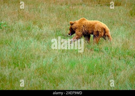 Ein Braunbär (Ursus arctos) läuft durch ein Grasfeld. Der Bär sucht nach Nahrung. Das Feld ist grün und üppig. Cabarceno Naturpark. Can Stockfoto