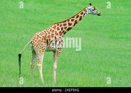 Eine Giraffe (Giraffa camelopardalis), die auf einem grasbewachsenen Feld steht. Cabarceno Naturpark. Kantabrien, Spanien. Stockfoto