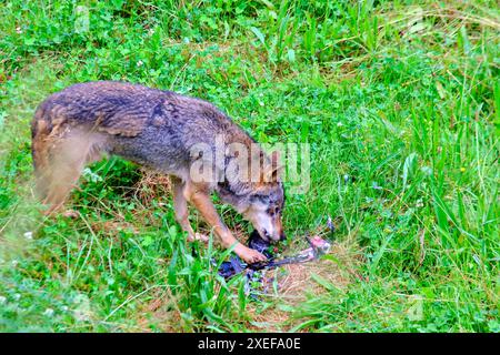 Ein brauner und grauer iberischer Wolf (Canis Lupus signatus), der einen Vogel in einem Grasland verschlingt. Cabarceno Naturpark. Kantabrien, Spanien. Stockfoto