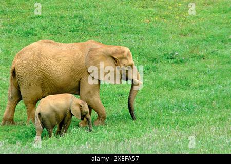 Eine Elefantenmutter und ihr Baby stehen auf einem grasbewachsenen Feld. Stockfoto