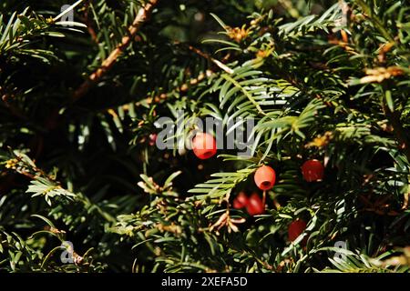 Taxus baccata, europäische Eibe. Nadelstrauch mit giftigen roten Beeren. Stockfoto