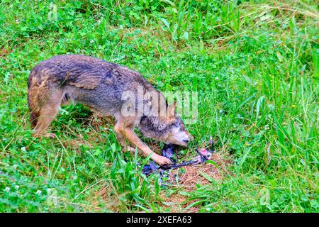 Ein brauner und grauer iberischer Wolf (Canis Lupus signatus), der einen Vogel in einem Grasland verschlingt. Cabarceno Naturpark. Kantabrien, Spanien. Stockfoto